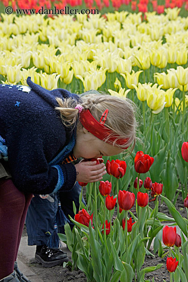 girl-smelling-red-tulips.jpg