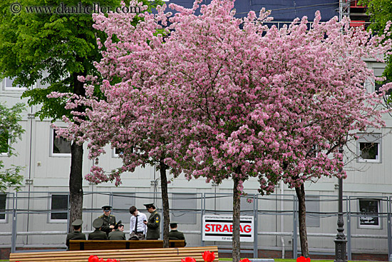 cherry-blossoms-n-guards.jpg