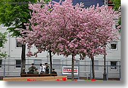 asia, blossoms, cherries, guards, horizontal, moscow, plants, russia, photograph