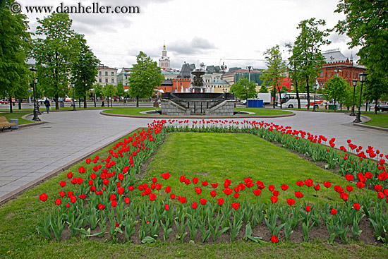 red-tulips-1.jpg