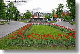 asia, horizontal, moscow, plants, red, russia, tulips, photograph