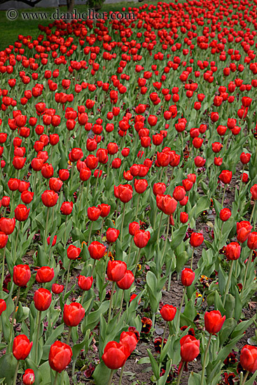 red-tulips-2.jpg