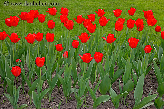red-tulips-3.jpg