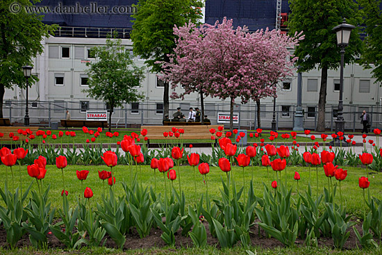 red-tulips-n-cherry-blossoms.jpg