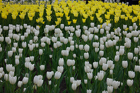 yellow-n-white-tulips.jpg