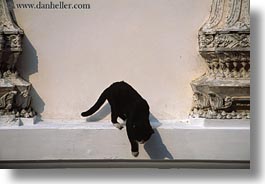 asia, bangkok, black, cats, horizontal, thailand, photograph