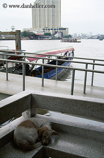 sleeping-dog-by-river.jpg