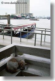asia, bangkok, dogs, rivers, sleeping, thailand, vertical, photograph