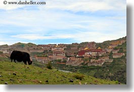 asia, ganden, ganden monastery, horizontal, landscapes, lhasa, monastery, tibet, yaks, photograph