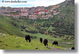 asia, ganden, ganden monastery, horizontal, landscapes, lhasa, monastery, tibet, yaks, photograph