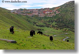 asia, ganden, ganden monastery, horizontal, landscapes, lhasa, monastery, tibet, yaks, photograph