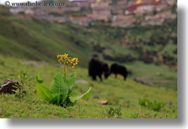 asia, ganden, ganden monastery, horizontal, landscapes, lhasa, monastery, tibet, yaks, photograph