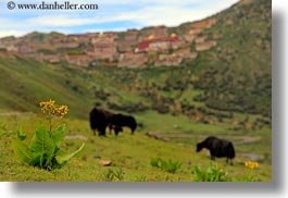 asia, ganden, ganden monastery, horizontal, landscapes, lhasa, monastery, tibet, yaks, photograph