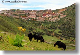 asia, ganden, ganden monastery, horizontal, landscapes, lhasa, monastery, tibet, yaks, photograph