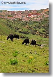 asia, ganden, ganden monastery, landscapes, lhasa, monastery, tibet, vertical, yaks, photograph