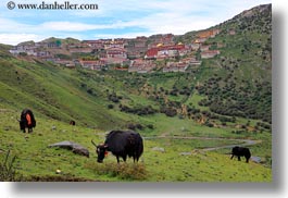 asia, ganden, ganden monastery, horizontal, landscapes, lhasa, monastery, tibet, yaks, photograph