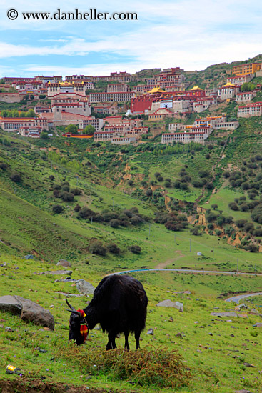 yaks-n-ganden-monastery-10.jpg