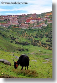 asia, ganden, ganden monastery, landscapes, lhasa, monastery, tibet, vertical, yaks, photograph