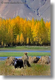 asia, barley, foliage, lakes, landscapes, lhasa, nature, stacks, tibet, trees, vertical, water, yaks, photograph