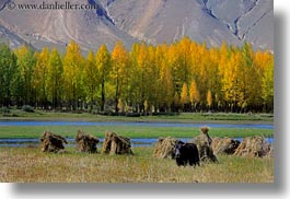 asia, barley, foliage, horizontal, lakes, landscapes, lhasa, nature, stacks, tibet, trees, water, yaks, photograph