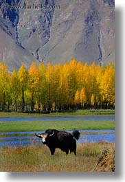 asia, barley, foliage, lakes, landscapes, lhasa, nature, stacks, tibet, trees, vertical, water, yaks, photograph