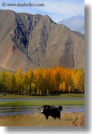 asia, barley, foliage, lakes, landscapes, lhasa, nature, stacks, tibet, trees, vertical, water, yaks, photograph