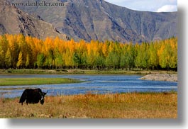 asia, barley, foliage, horizontal, lakes, landscapes, lhasa, nature, stacks, tibet, trees, water, yaks, photograph