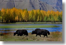 asia, barley, foliage, horizontal, lakes, landscapes, lhasa, nature, stacks, tibet, trees, water, yaks, photograph