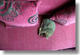 asia, downview, horizontal, kitten, lhasa, perspective, sleeping, tibet, photograph