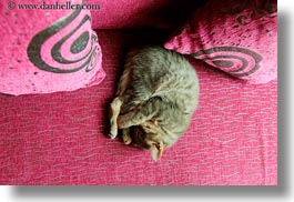 asia, downview, horizontal, kitten, lhasa, perspective, sleeping, tibet, photograph