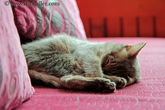 sleeping-kitten-03.jpg
