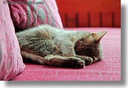 asia, downview, horizontal, kitten, lhasa, perspective, sleeping, tibet, photograph