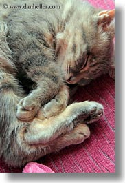 asia, downview, kitten, lhasa, perspective, sleeping, tibet, vertical, photograph