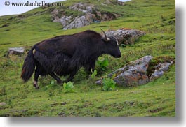 asia, horizontal, lhasa, monastery hike, tibet, yaks, photograph