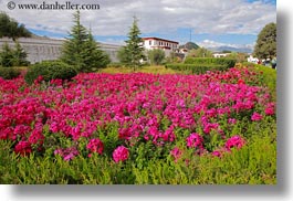 asia, flowers, horizontal, lhasa, potala, tibet, photograph