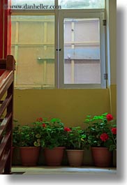 asia, lhasa, plants, tibet, under, vertical, windows, photograph