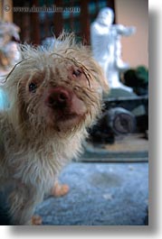 asia, danang, dogs, scruffy, vertical, vietnam, photograph