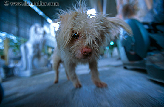 scruffy-dog-2.jpg