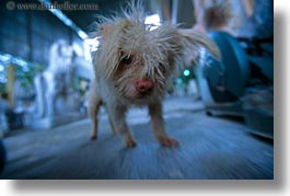 asia, danang, dogs, horizontal, scruffy, vietnam, photograph