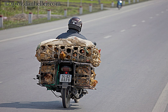 motorcycle-w-chickens-1.jpg