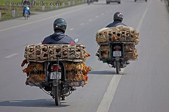 motorcycle-w-chickens-2.jpg