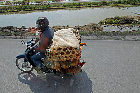 motorcycle-w-chickens-3.jpg