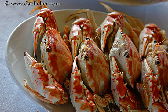 crabs-4.jpg
