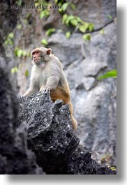 images/Asia/Vietnam/HaLongBay/Misc/monkey-1.jpg