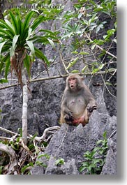 images/Asia/Vietnam/HaLongBay/Misc/monkey-2.jpg