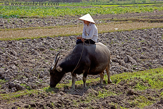 boy-on-waterbuffolo-n-field-02.jpg