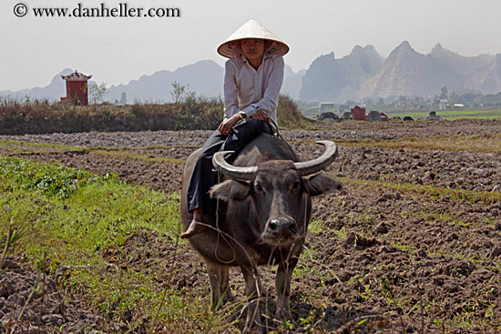 boy-on-waterbuffolo-n-field-04.jpg