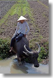 images/Asia/Vietnam/HaLongBay/People/boy-on-waterbuffolo-n-water-1.jpg