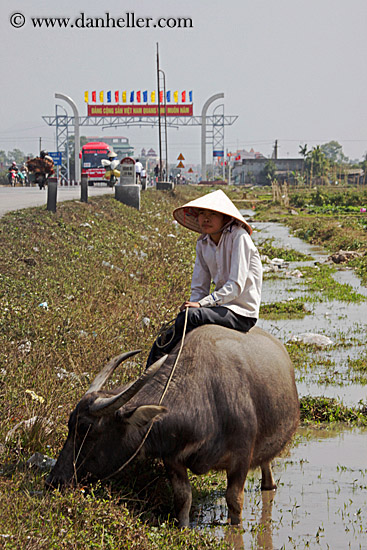 boy-on-waterbuffolo-n-water-2.jpg