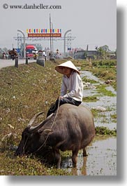 images/Asia/Vietnam/HaLongBay/People/boy-on-waterbuffolo-n-water-2.jpg